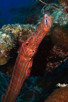 Trumpetfish